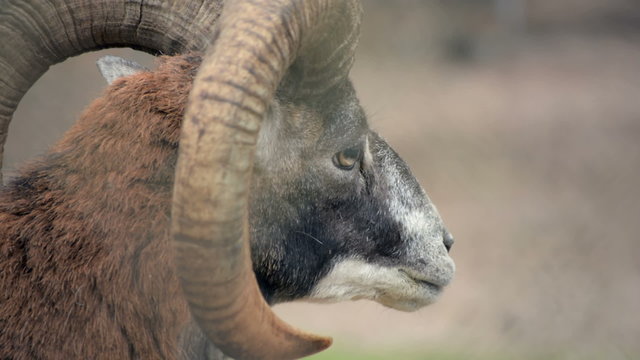 Баран крупным планом
