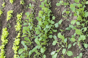 Rows of seedlings of cabbage and lettuce