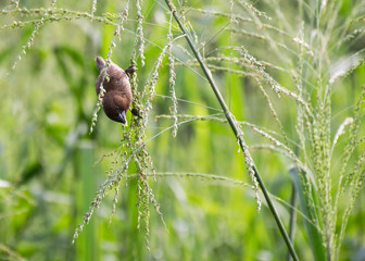 A weaver bird in the field