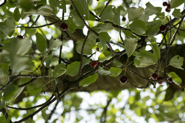 cherry tree branch