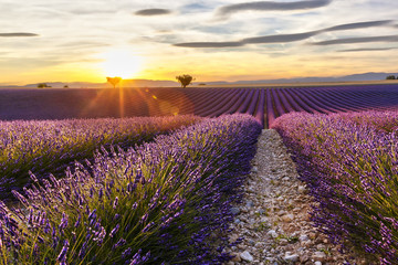 Naklejka na ściany i meble Sunset on a lavender field with two trees