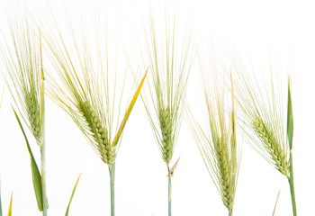 Fototapeta premium line of green rye- grain