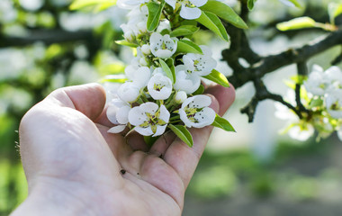 Touching his hand to the white apple blossom