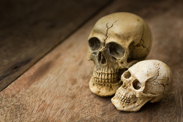 Human skull on old wood background.