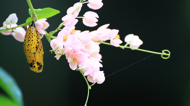 yellow chrysalis of butterfly 