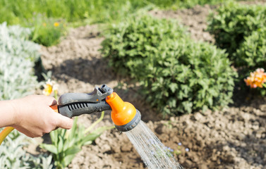 Watering water from a hose garden flowers