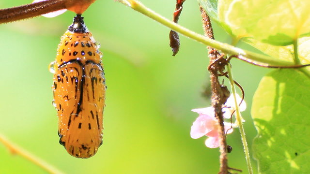 yellow chrysalis of butterfly 