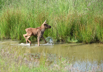 Elchkalb im Wasserloch