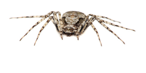 Grey spider isolated on a white background. Macro.