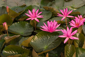pink color fresh lotus flower blossom