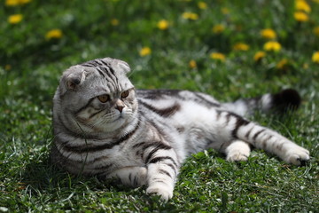 British Shorthair Cat