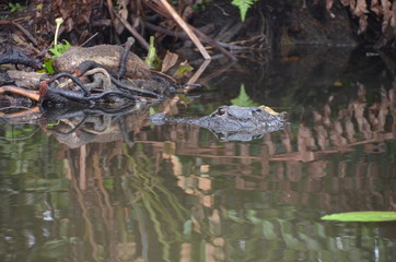 Aligator