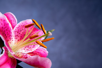 pink lilly blossom - obrazy, fototapety, plakaty