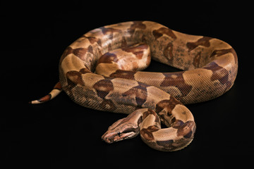 Boa constrictors  isolated on black background