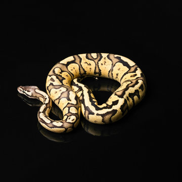 Female Ball Python. Firefly Morph or Mutation