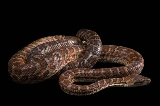 Hispaniolan boa, Chilabothrus or epicrates striatus