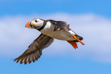 Atlantic puffin in flight