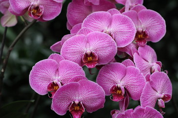 Naklejka na ściany i meble Orchid Flower / Beautiful Pink Orchid Flower in the orchid house.