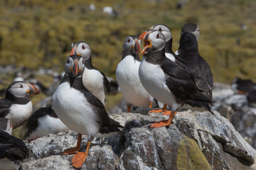 Atlantic puffin congregation