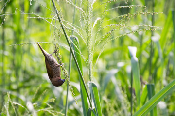 A weaver bird in the field