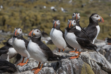 Atlantic puffin congregation