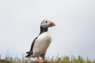 Atlantic puffin