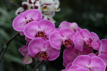 Fototapeta na wymiar Orchid Flower / Beautiful Pink Orchid Flower in the orchid house.