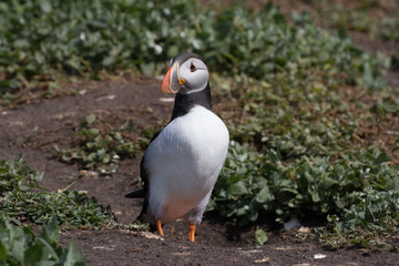 Atlantic puffin