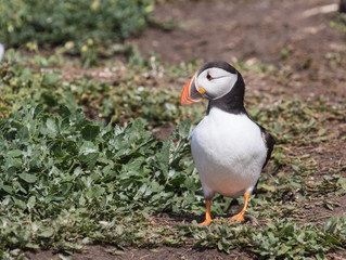 Atlantic puffin