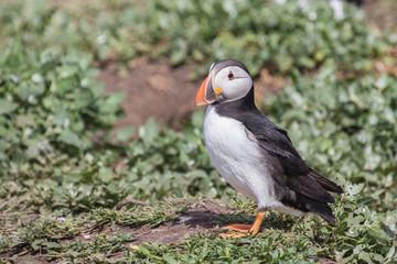 Atlantic puffin