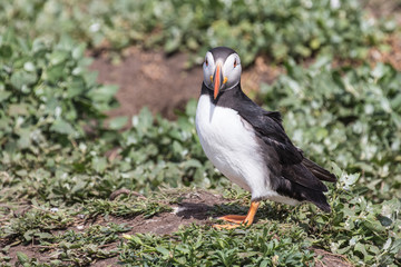 Atlantic puffin