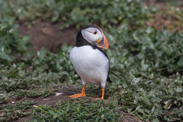 Atlantic puffin