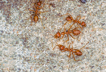 Ant way
