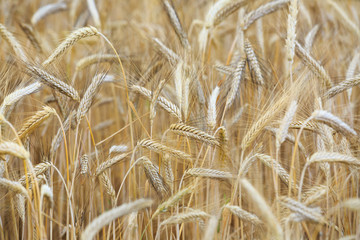 Fototapeta premium ears of wheat