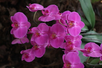 Orchid Flower / Beautiful Pink Orchid Flower in the orchid house.