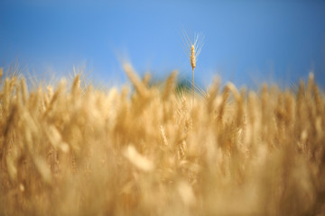 Obraz premium ears of wheat