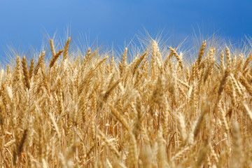 ears of wheat