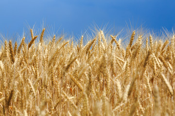 Fototapeta premium ears of wheat