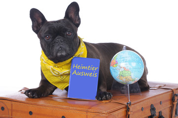 Französische Bulldogge liegt auf Koffer mit Heimtierausweis und Weltkugel