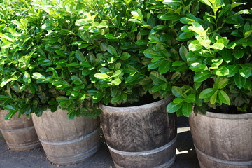 Pflanzen in altem Fass