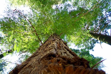 Perspectiva do tronco de uma árvore.
