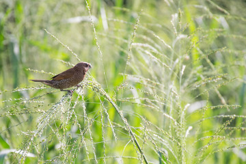 A weaver bird in the field