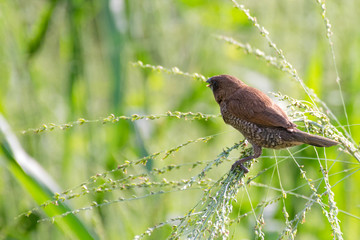 A weaver bird in the field