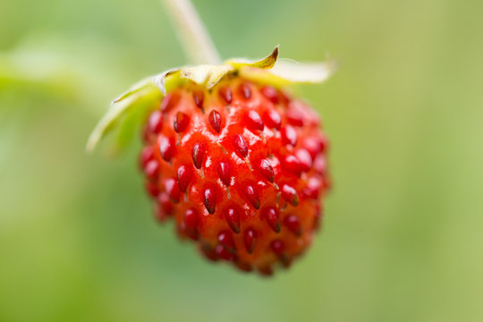 Wald-Erdbeere (Fragaria vesca)