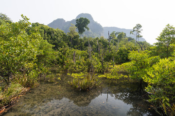 Fototapeta na wymiar Mangrove trees in a peat swamp forest