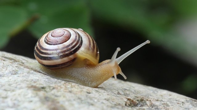 White-lipped snail in a garden