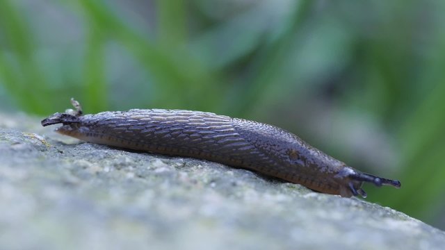 Time lapse of a moving Spanish slug