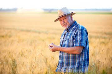 Senior farmer checks wheat grain, smiling
