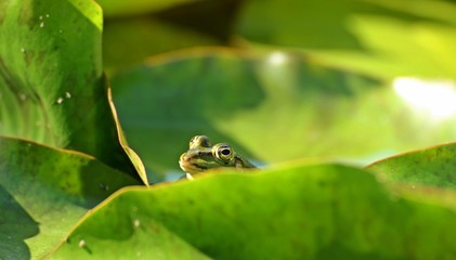 Teichfrosch zwischen Seerosenblättern

