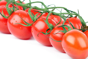 Tomato cherry branch